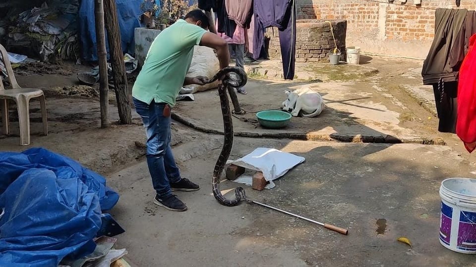 Eight feet long python found inside house in Korba