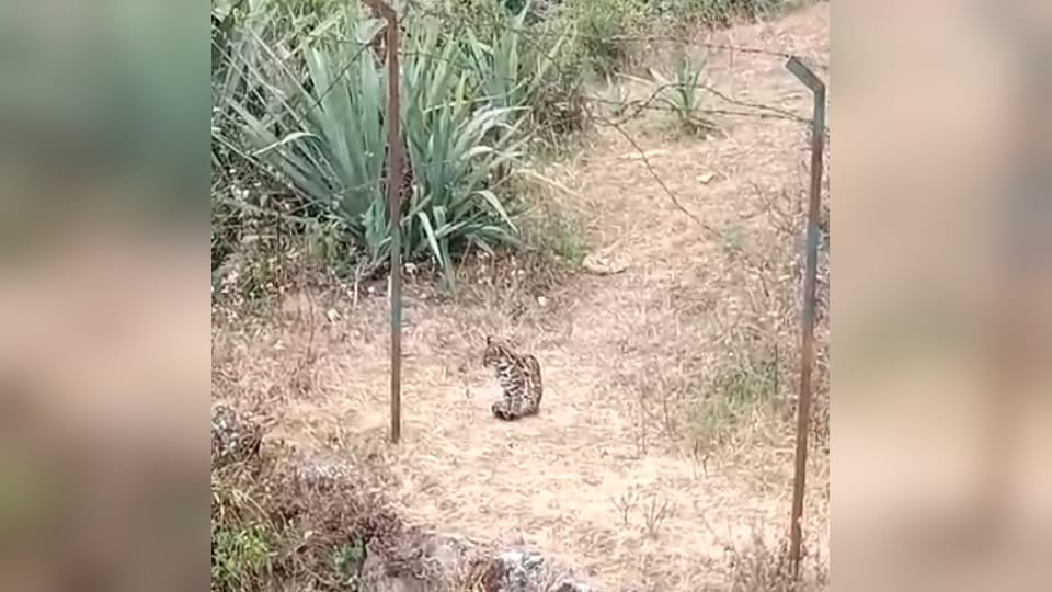 Leopard seen in many areas of Mussoorie video viral panic among people