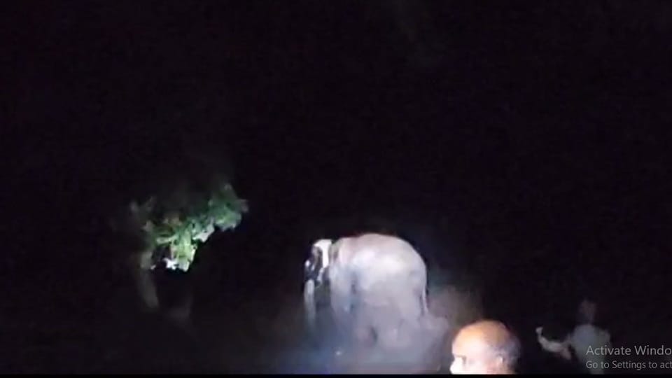 दंतैल हाथी के भय से दहशत में ग्रामीण