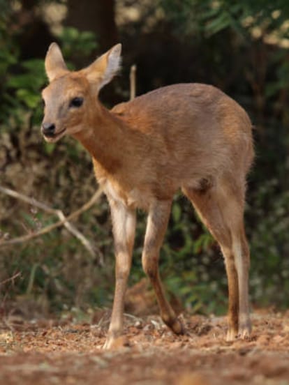 barking deer