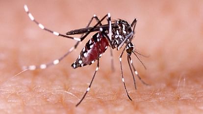 14 new dengue patients found in Bhopal