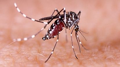 Bhopal: डेंगू पर रोक लगाने में स्वास्थ्य विभाग नाकाम, 14 नए मरीज मिले 14 new dengue patients found in Bhopal
