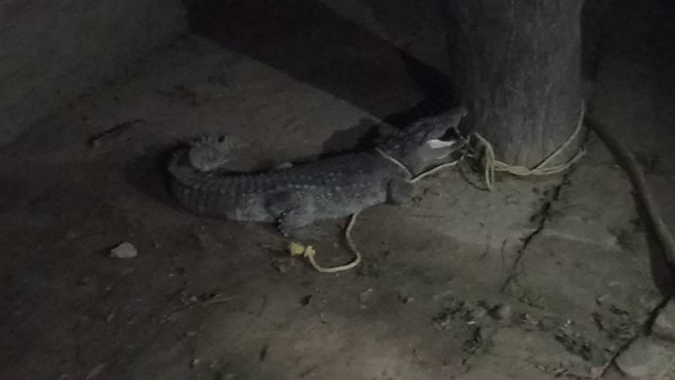 Panic spread among villagers after seeing giant crocodile in village in Firozabad