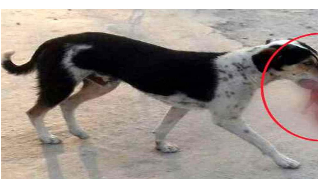 A street dog was roaming around in Ujjain holding a one-day-old newborn in its mouth.