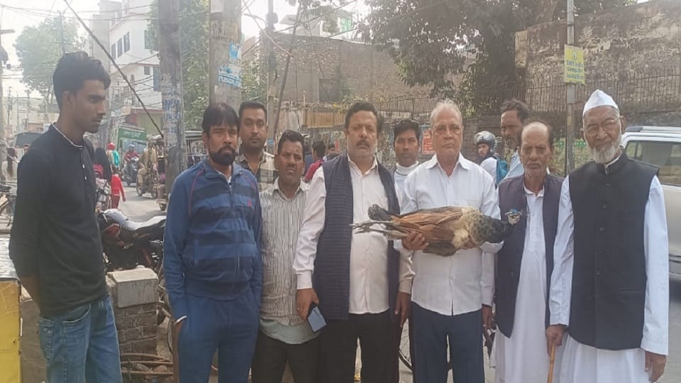 National bird peacock dies after clinging to electric wire