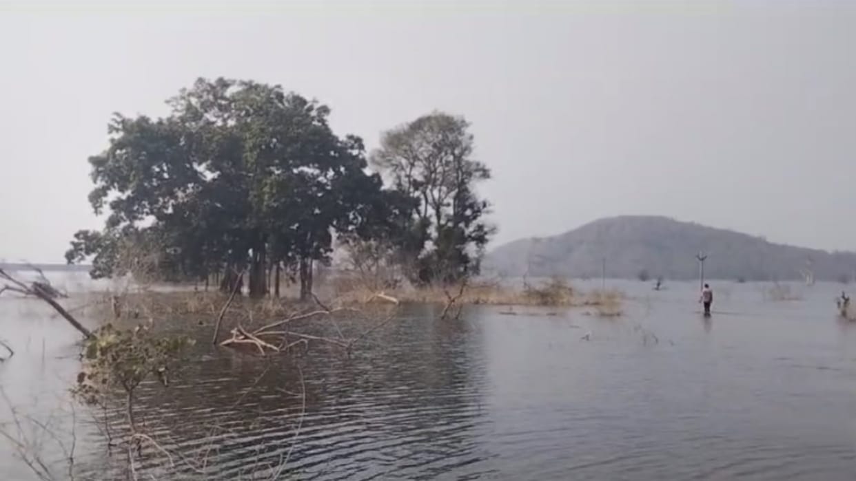 MP News: Some monkeys stranded on island due to waterlogging in Bhavsa Dam; Rescue efforts are failing
