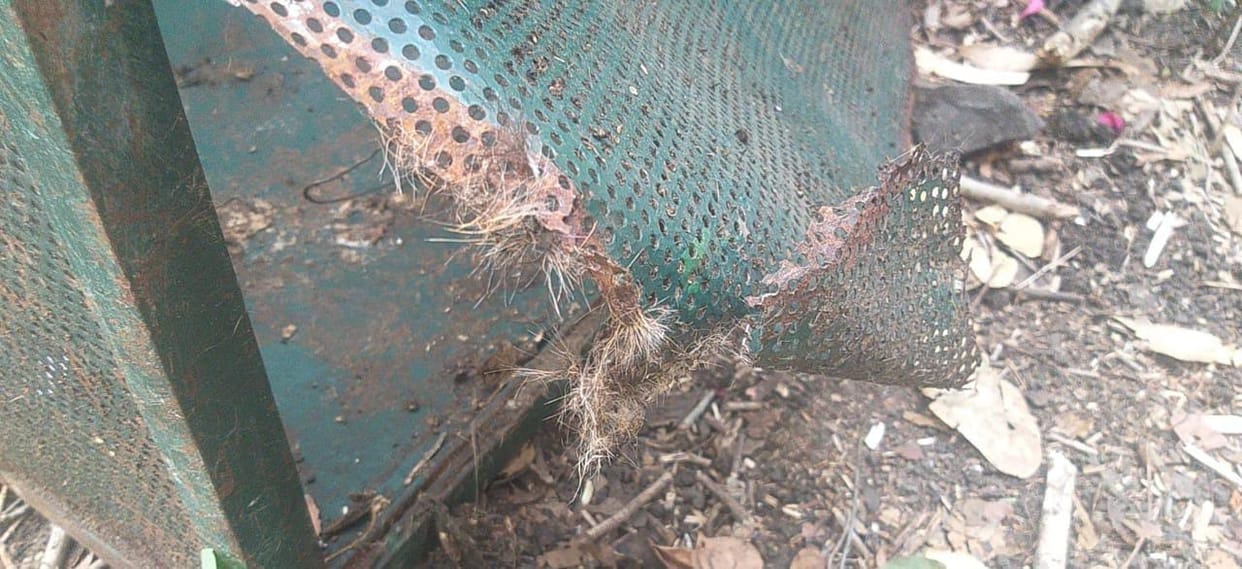 Indore: Leopard broke the poor cage of forest department and ran away, also ate the goat kept in the cage.