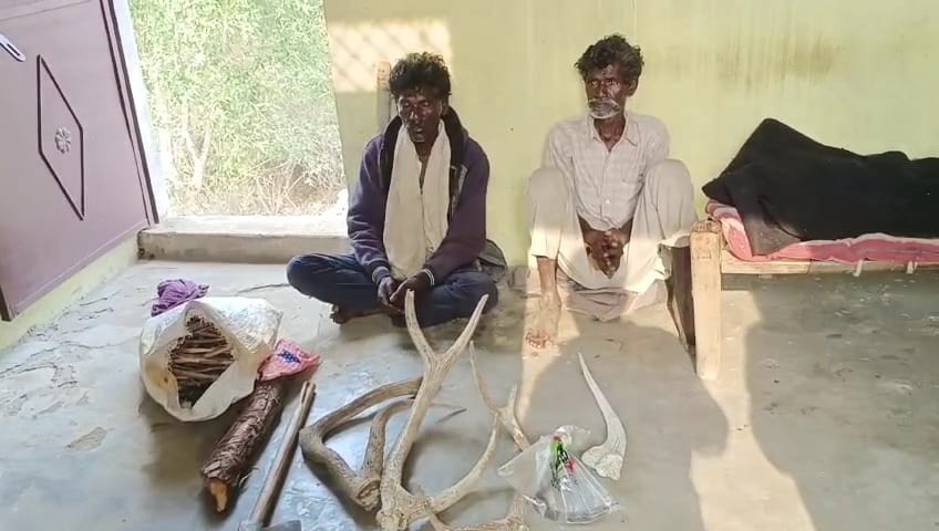 Sambar hunted in Madiado buffer area of Damoh