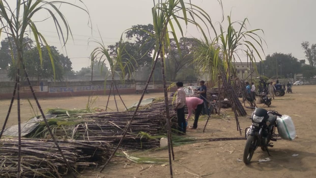 Gyaras Festival Sugarcane blooms in Damoh market Tulsi and Shaligram will get married