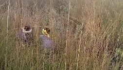 Bihar : Double murder in Patna, dead bodies of boy and girl found; Criminals shot both of them, love affair