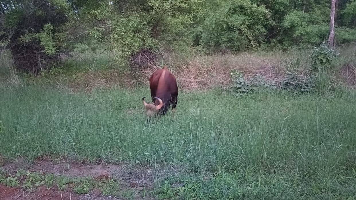 MP News: Bison counting started in Bandhavgarh Tiger Reserve, counting is done in four years