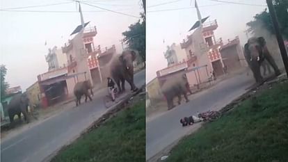 Herd of elephants came to Haridwar Laksar National Highway cyclist fell created panic among people Uttarakhand