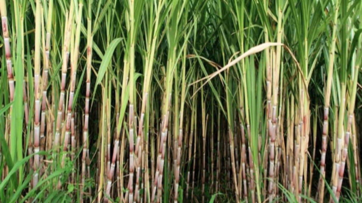 Uttarakhand will buy one lakh quintals of sugarcane from Sirmaur, procurement process started in Haripur Tohan