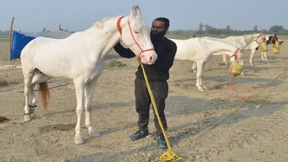 horse worth one lakh and 25 thousand came from Punjab to the Chaubari Mela Bareilly