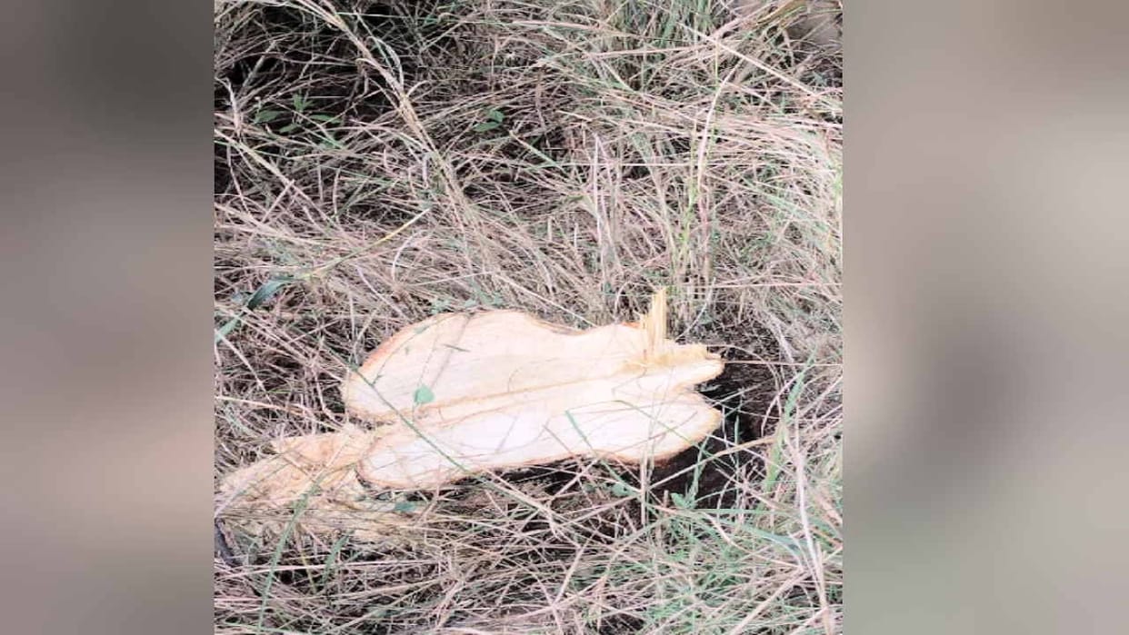 sandalwood trees illicit felling in Jwalamukhi, fir registered