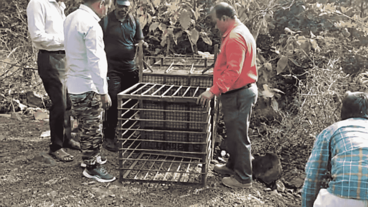 Villagers in Shajapur in fear of leopard