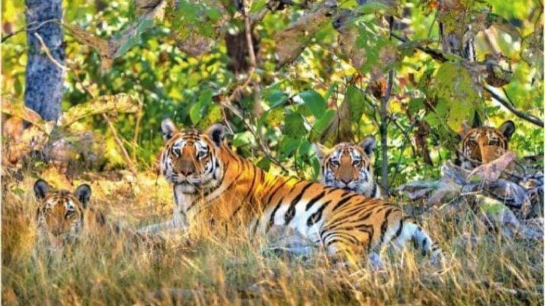 MP News: Tiger Radha's daughter gives birth to four cubs in Rani Durgavati Tiger Reserve