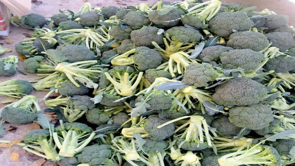 Broccoli is being sold at four times less price than last year, farmers disappointed