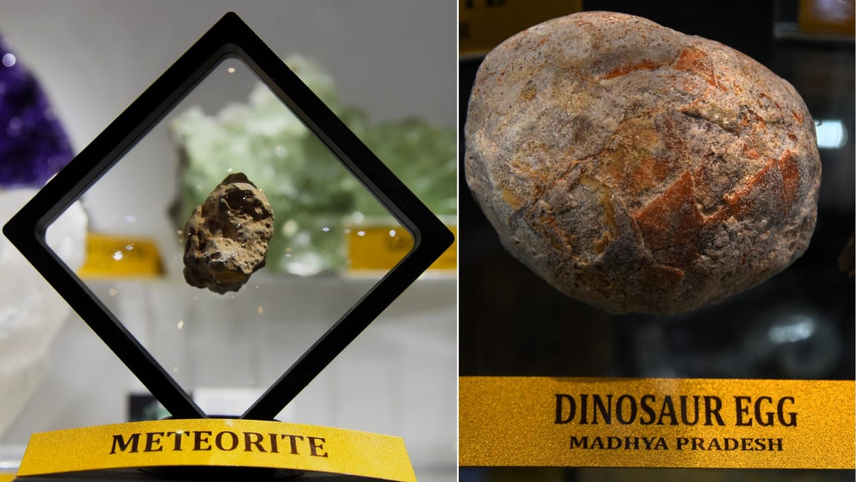 Trade Fair 2023 Fragment of lunar meteorite and dinosaur egg also in fair