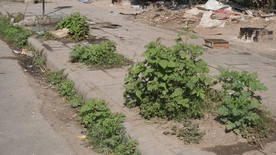 Plants grow on garbage heap lying on footpath in front of Chandigarh Housing Board gate