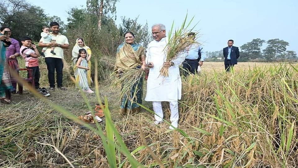 CM Baghel celebrated Badhauna ritual said this time the paddy yield was good