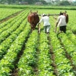 Budget 2024: Farmer