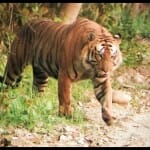 बिजनौर में बाघ ने महिला को मार डाला।