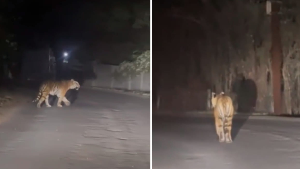 Bhopal News: Panic spread due to sighting of tiger in Kerava area