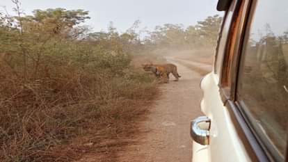 बाघ की दस्तक