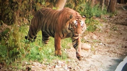 Tigress hunted bull in Khutar Shahjahanpur