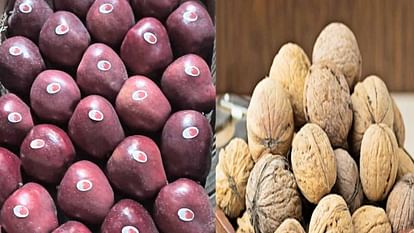 ICAR will prepare disease resistant plants of apple and walnut for the orchardist