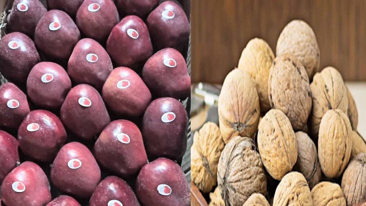 ICAR will prepare disease resistant plants of apple and walnut for the orchardist