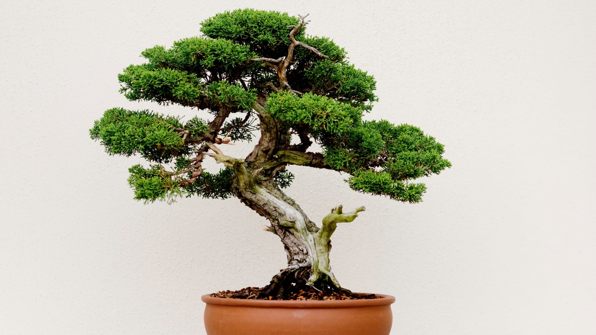 Vastu Tips Unlucky Plants for home according to vastu shastra Bad Luck Plants in hindi