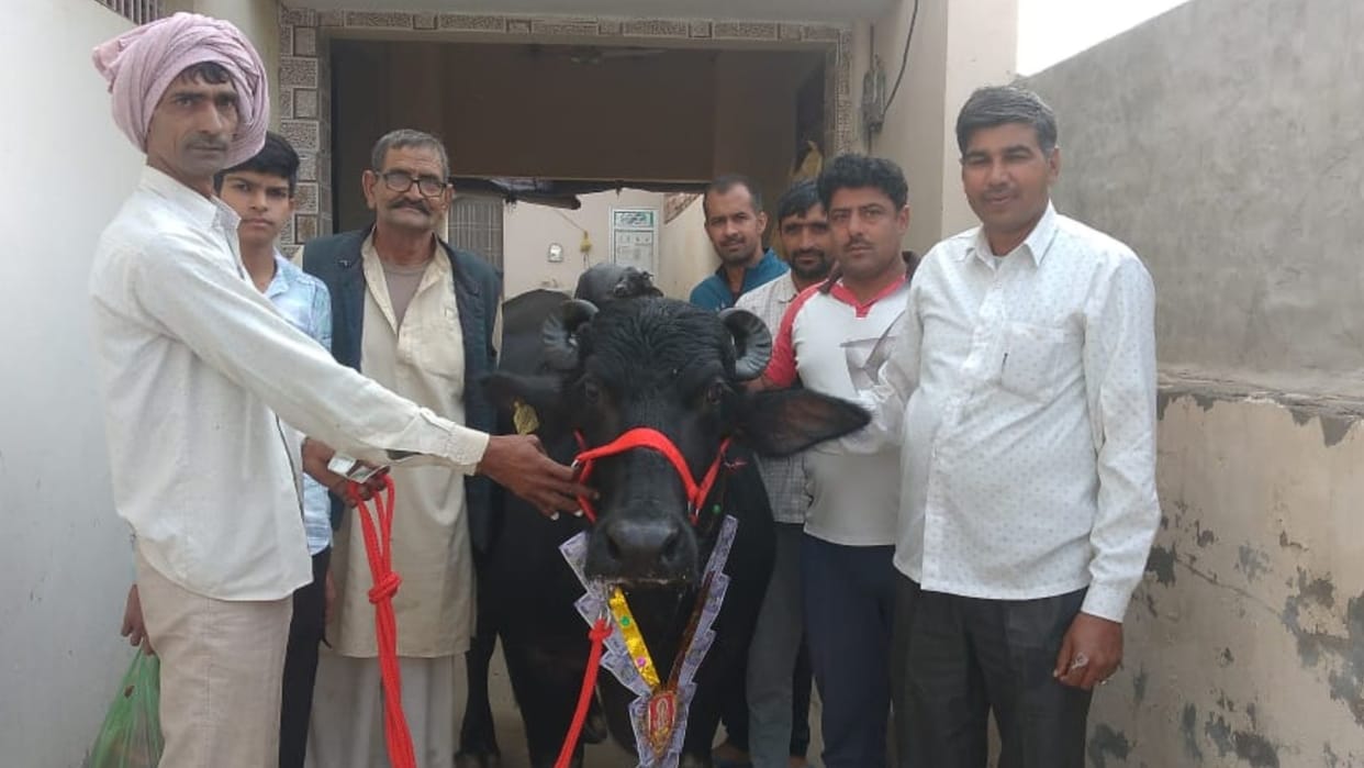 Haryana: Murrah breed buffalo sold for Rs 4.60 lakh