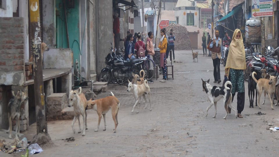Four people were bitten by dogs