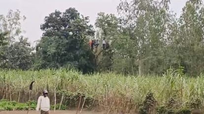 panic among villagers due to tiger in Pilibhit village