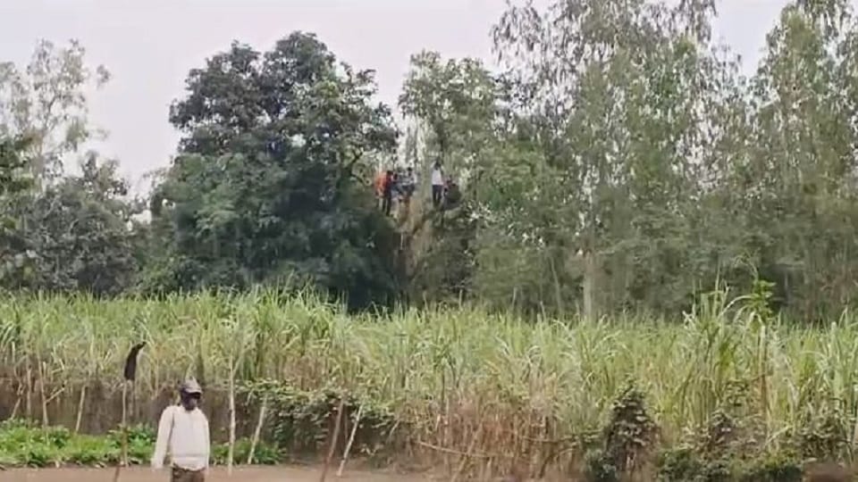panic among villagers due to tiger in Pilibhit village