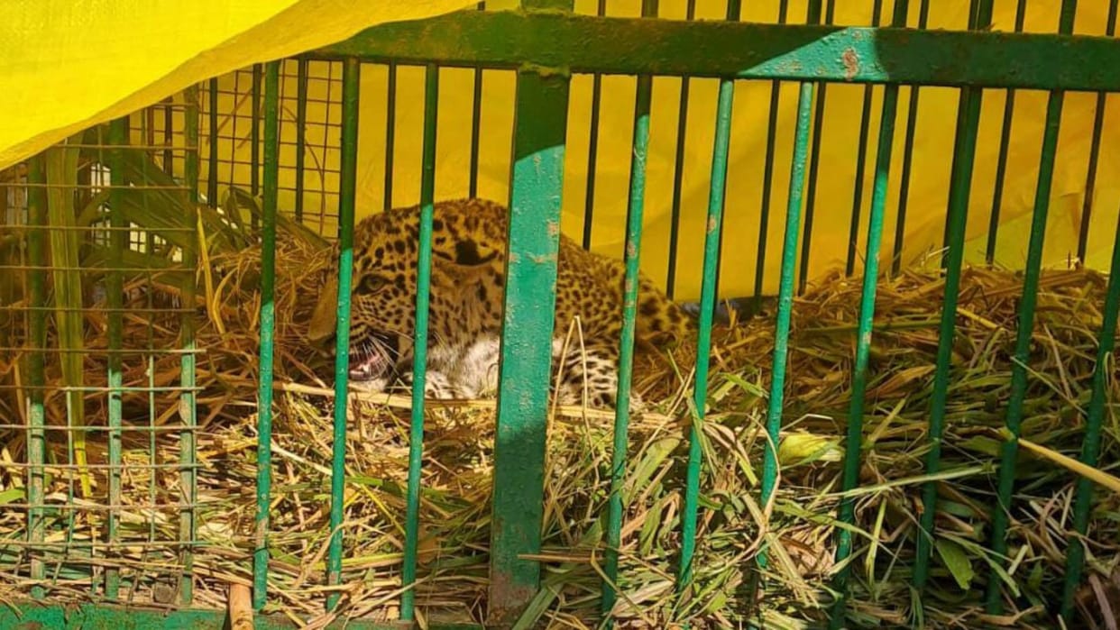 A leaopard arrested in nanpara range in bahraich.
