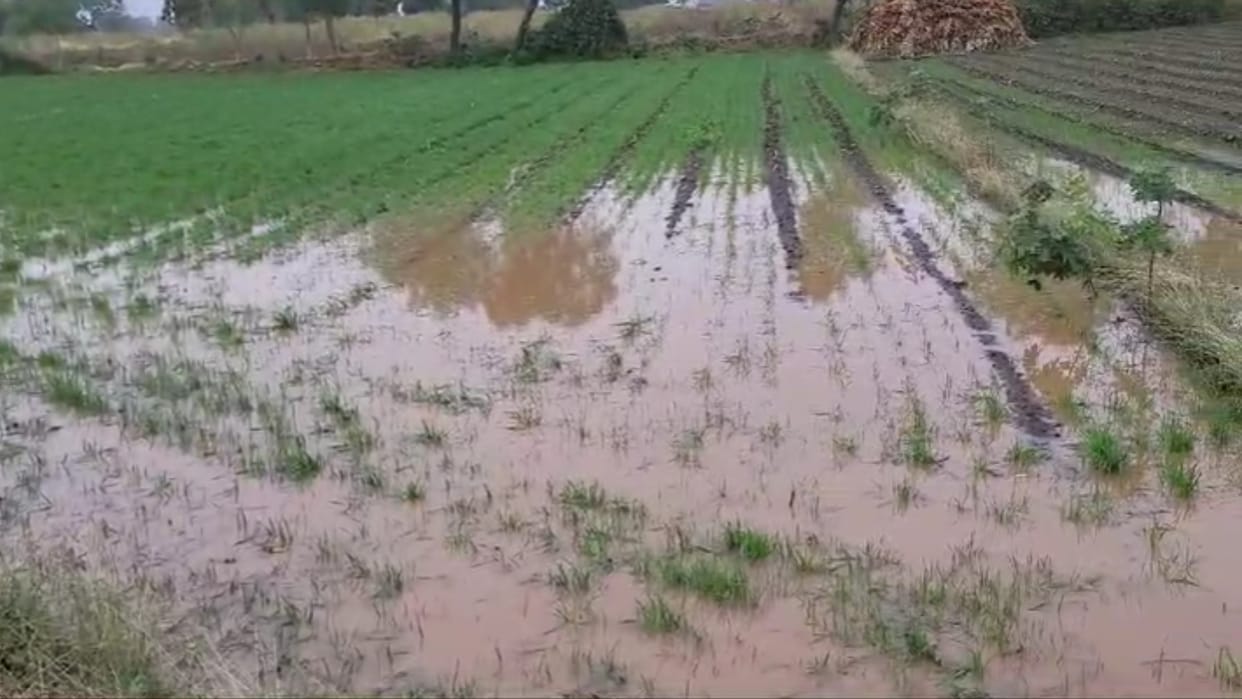 Khargone News: Rain wreaked havoc fields across the district were submerged many cattle died due to lightning