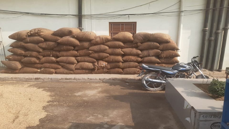 Sacks of paddy kept in grain market got wet Due to rain in Fatehabad