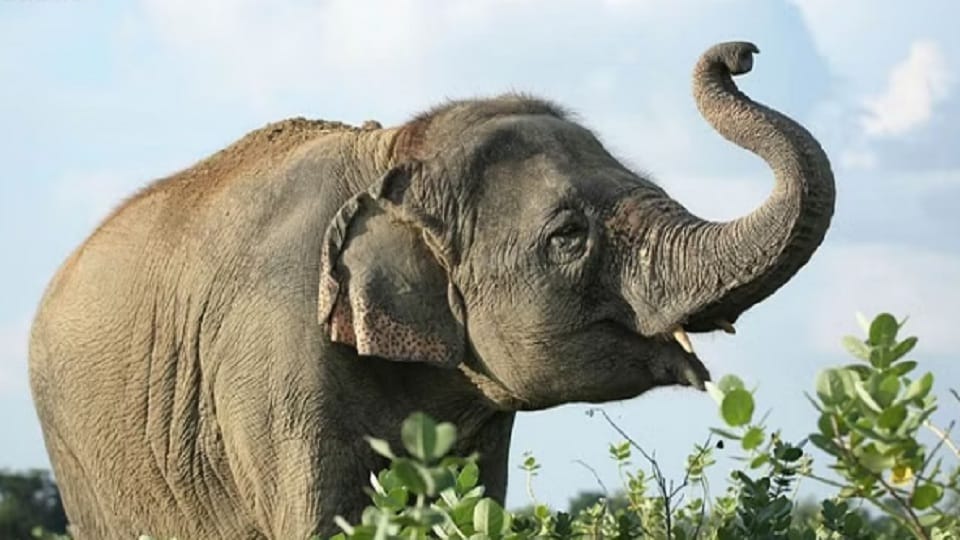 Wild elephant created havoc in Umaria and injured two people