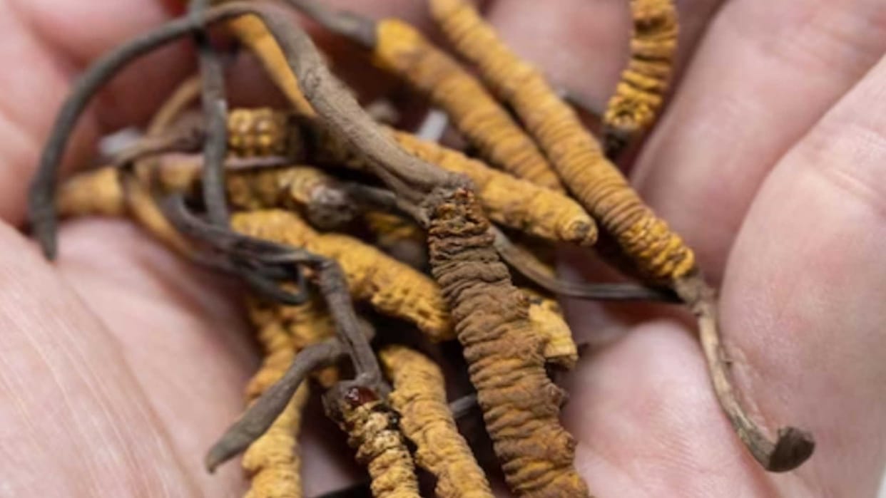 world most expensive fungus details about Himalayan Gold in hindi