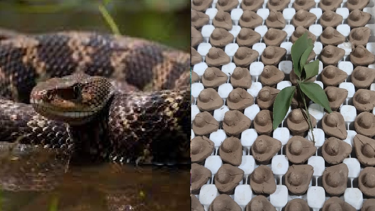Varanasi: Where snakes roam, one crore earthly Shivalingas are made from that soil.