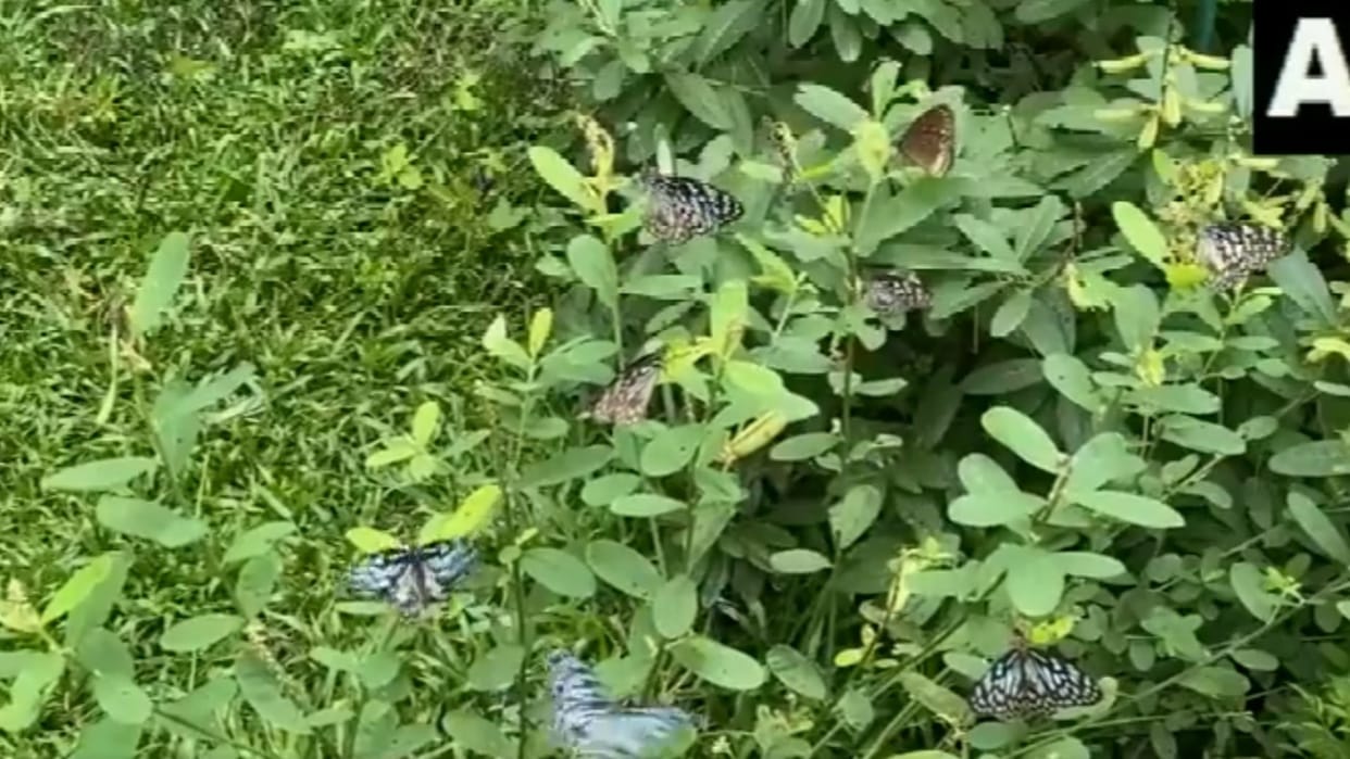 30 butterfly species can be seen in the green cover at the CMS College campus in Kottayam Kerala