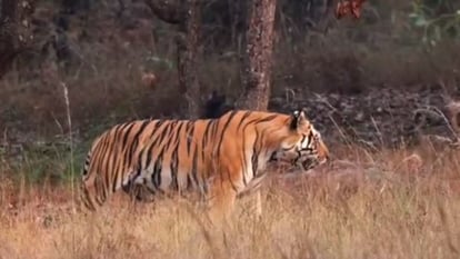 tigress went away after killing the goat outside the cage in Pilibhit