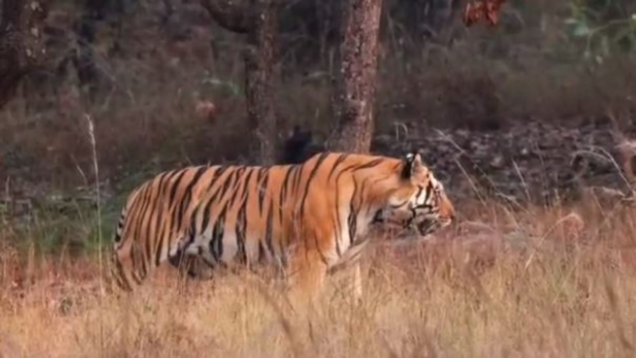Khatima news: Tiger died in mutual conflict in khatima