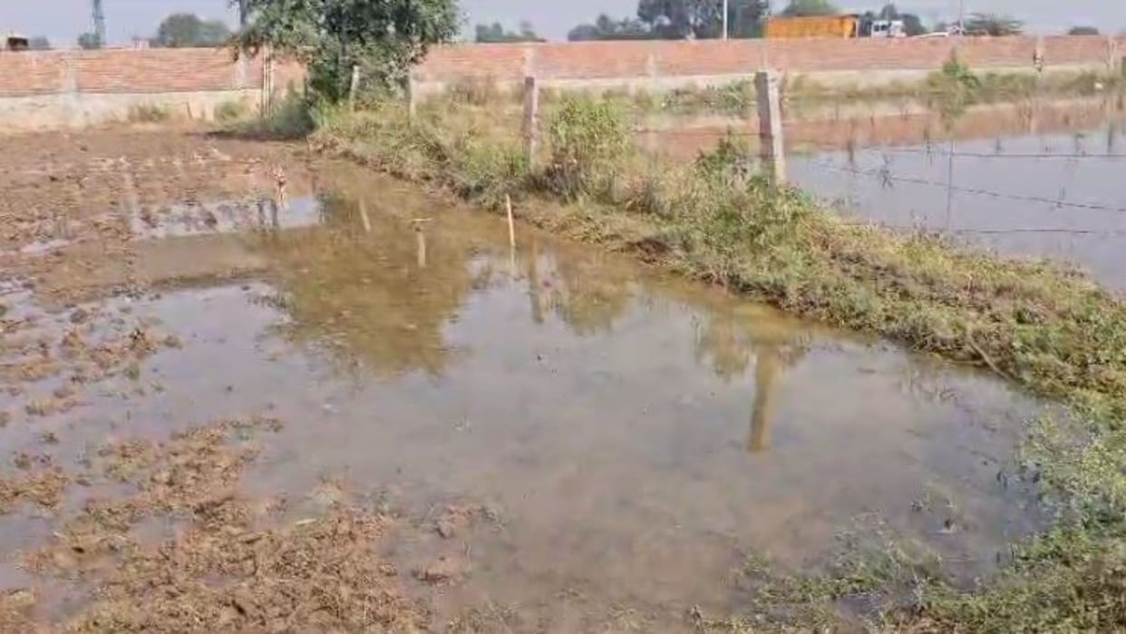 Morena News Wheat crop sown in 30 bighas of a dozen farmers drowned due to canal bursting in Chambal