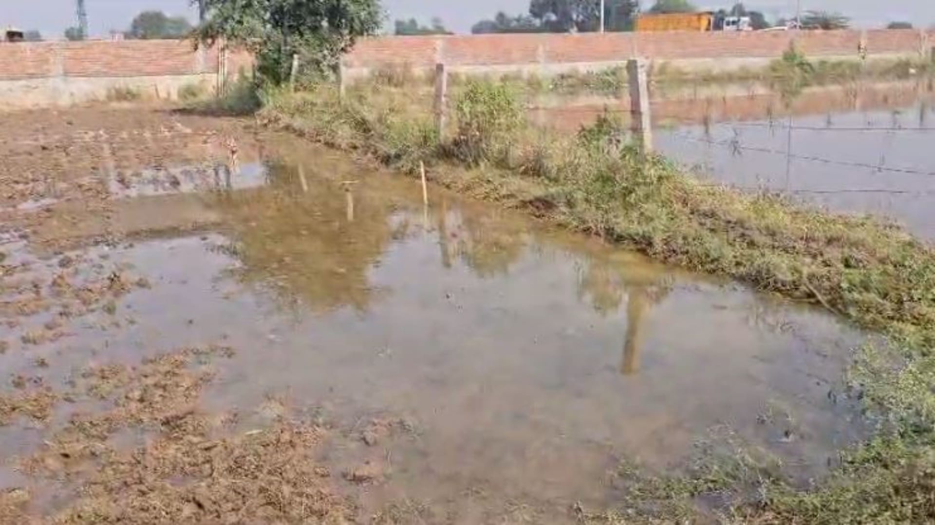 गेहूं की फसल डूबी