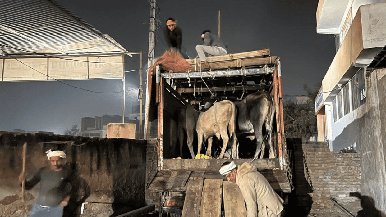 Police freed the cattle loaded in the truck in dausa