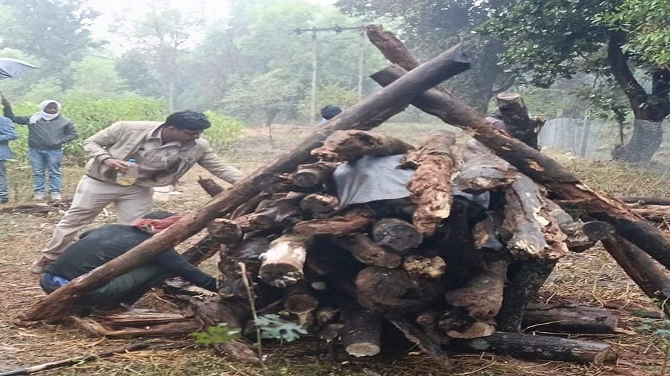 भालू का किया गया अंतिम संस्कार